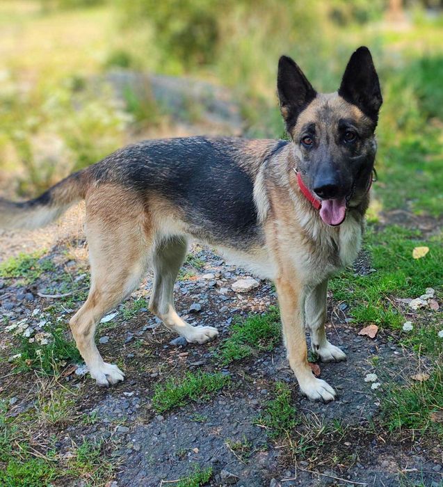 Bella do adopcji
