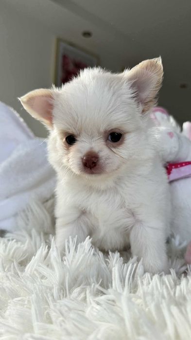 Piesek Chihuahua z Rodowodem Biel&Cream do 2kg