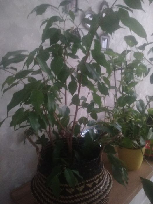 Продам комнатные растения