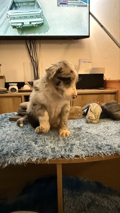 Border collie merle