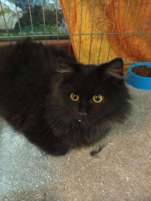 Długowlosy młody kocurek szuka domu niewychodzacego