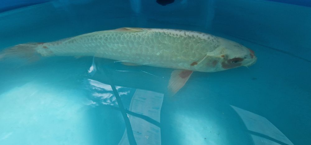 Carpa koi com 41cm