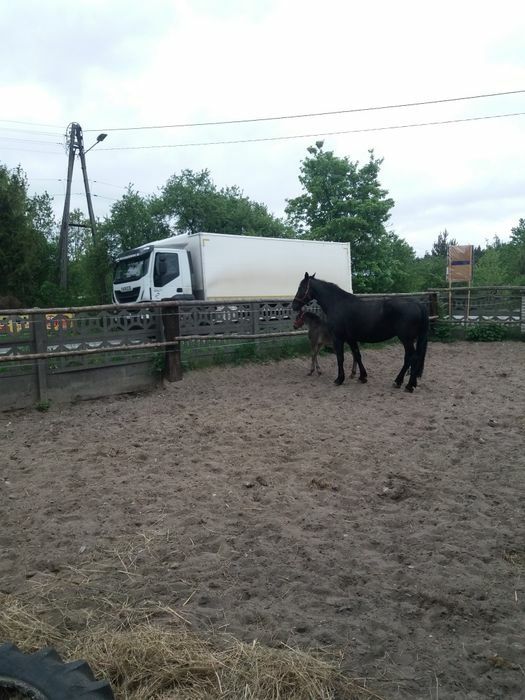 Klacz śląska z programu źrebna
