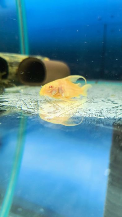 Sprzedam Kirysy Albinos