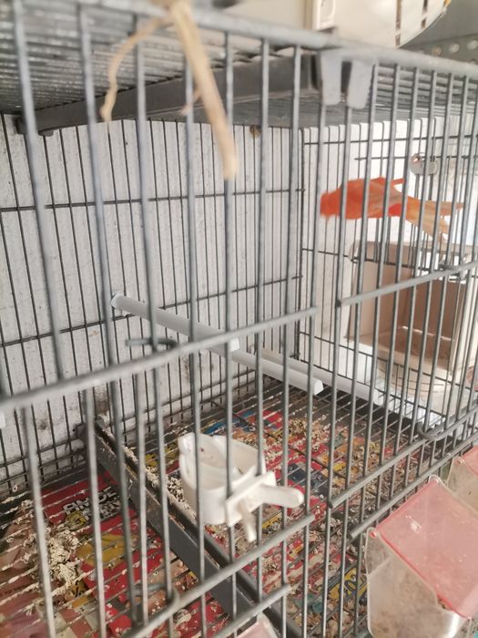 Vendo Canários 2023 /2024 e novos 2025