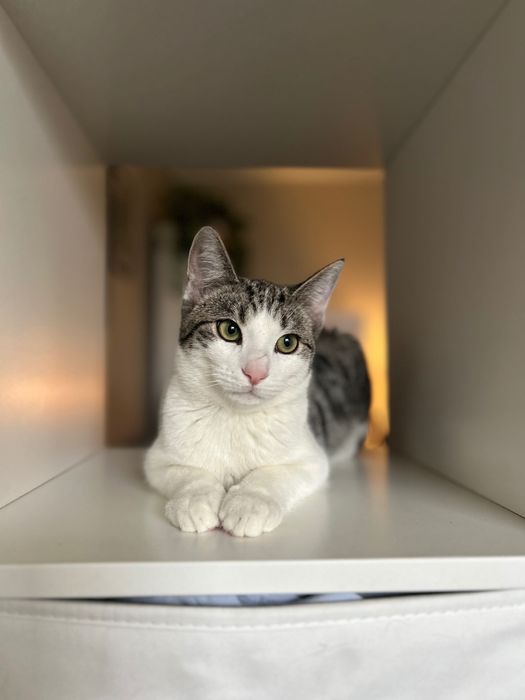 Delikatny Radziu szuka domu