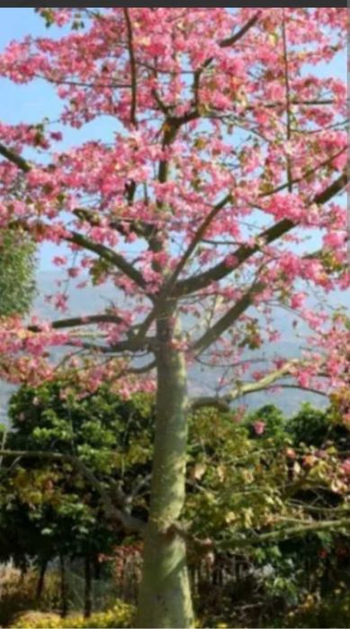 Planta Seiba speciosa.