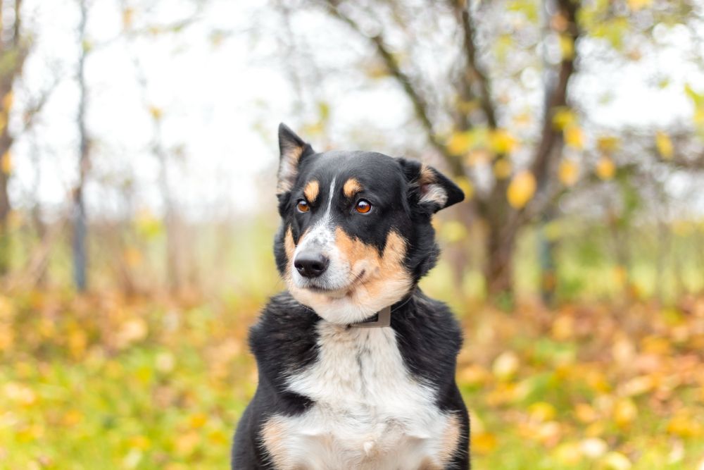 Moli w typie border collie szuka domu