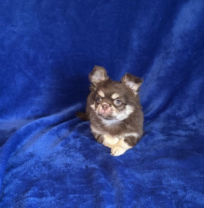 Красивий дш хлопчик