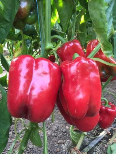 Насіння перцю ВАНГАРД F1 VANGARD F1 Семена Переца