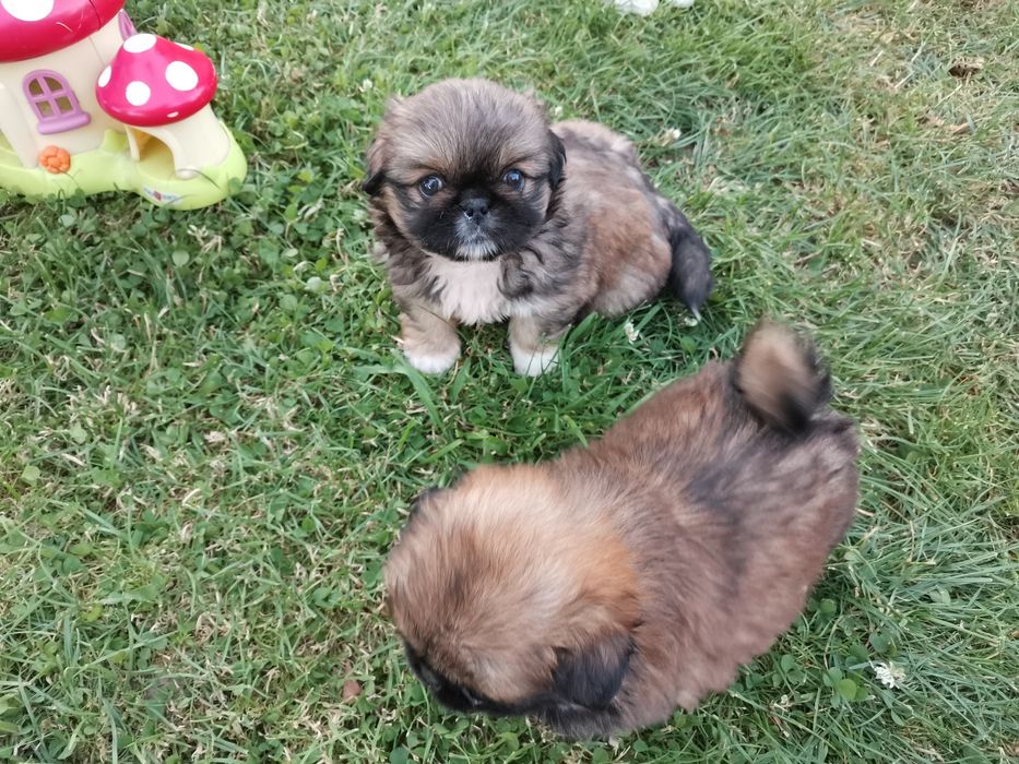 Pekińczyk Szczeniak  Nie Shih Tzu