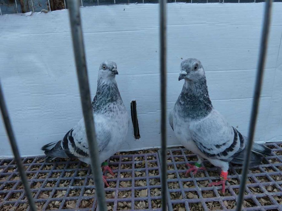 Gołębie Pantosze - Budapeszty Wysokolotne nr.2