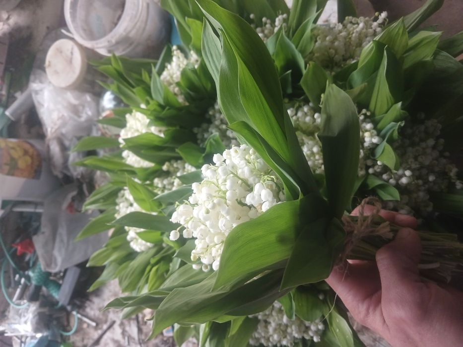 Конвалії ландиші ОПТ 50гр шт