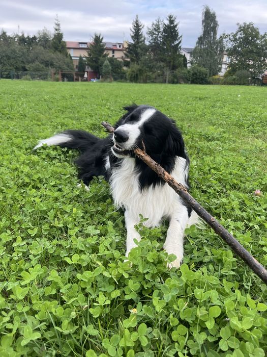 Border Collie szczeniak czekoladowy do ODBIORU! UNIKAT!