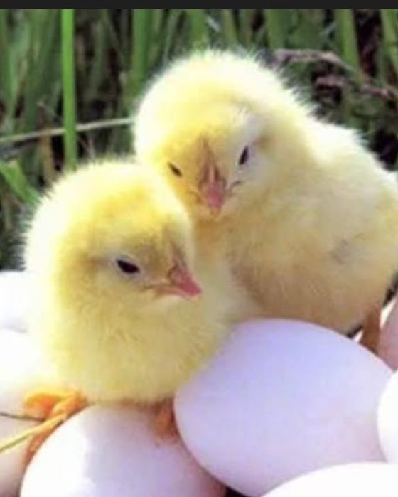 Інкубаційні яйця  КОББ 500