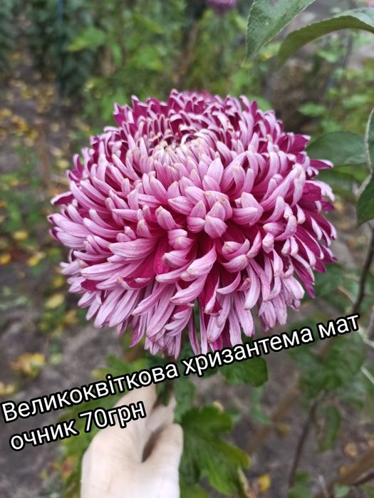Хризантема висока великоквіткова МАТОЧНИК