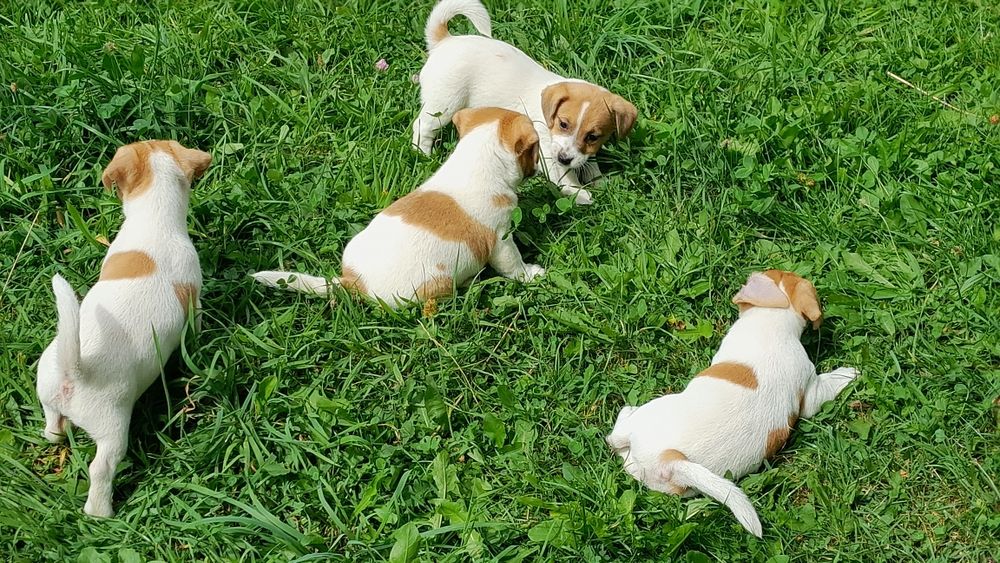 Jack Russell Terrier