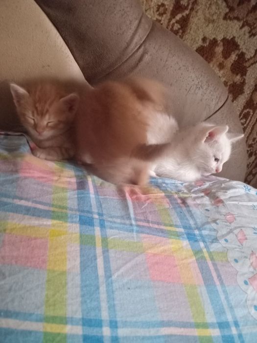 Продам котят рижі білі