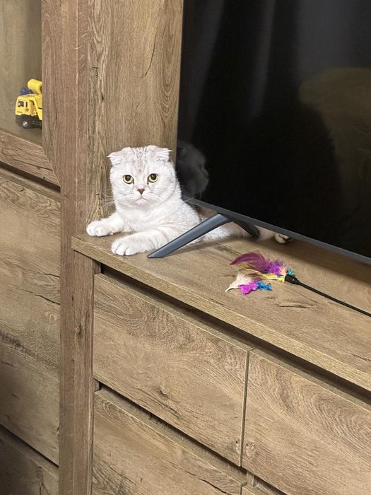 Британская вислоухая