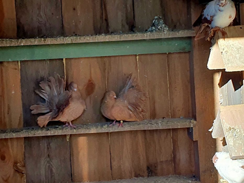 Gołębie ozdobne Parczew