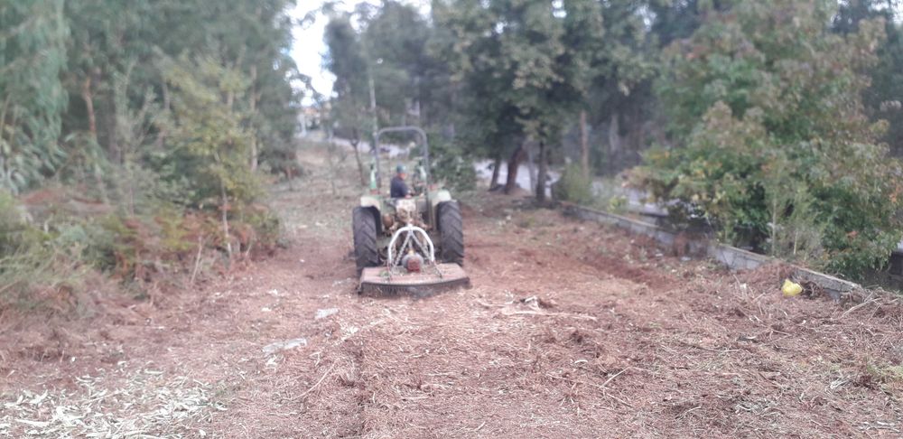 Limpeza de terrenos e abate de árvores