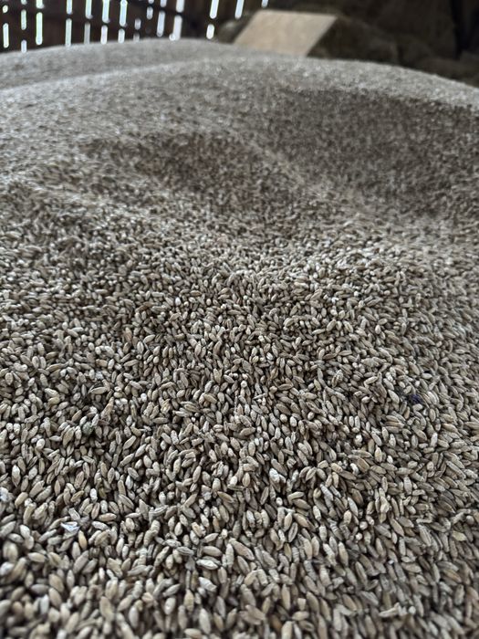 Pszenżyto Ozime Tadeus Zbiór 2025 grube ładne wartościowe