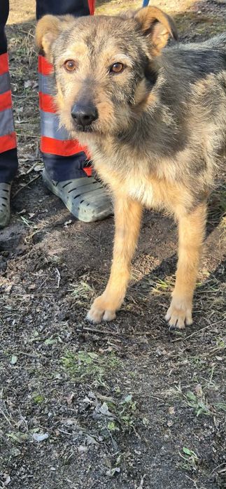 Radość na 4-ch łapkach - do adopcji