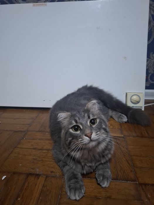 Кошенята шукають добрі руки