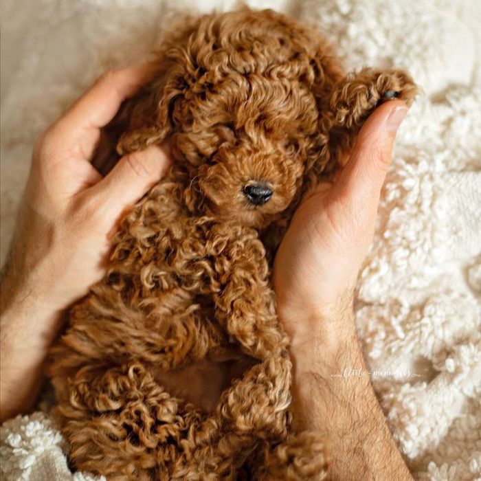 Той-пудель — елегантний песик для квартири