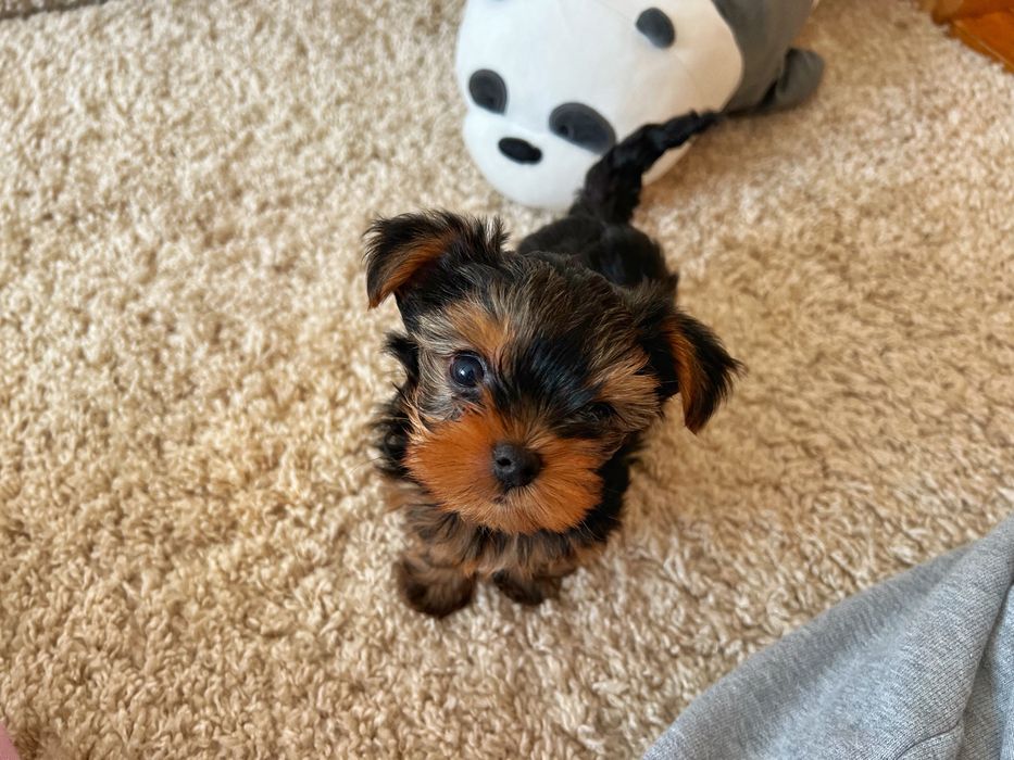 Найкращі йорки у нас! бейбі фейс і платина