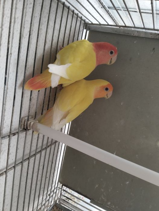 Casal de rosicolleres