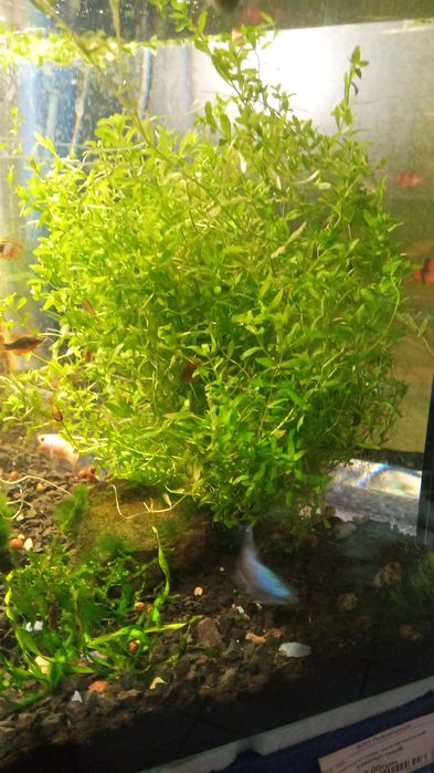 Аквариумные растения