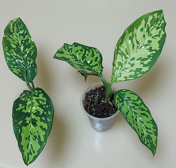 Дифінбахія Cheetah