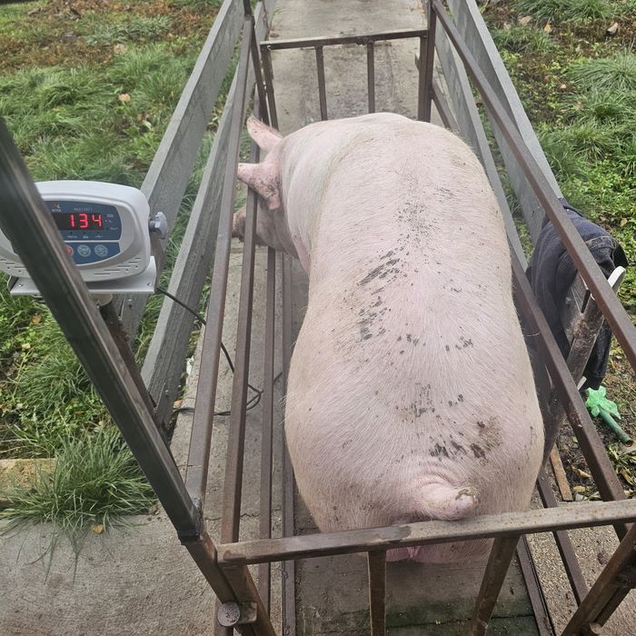 Свині жива вага  трьох породка