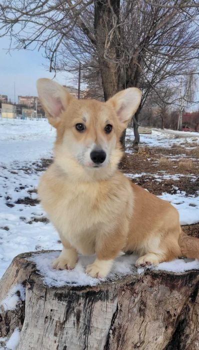 Подрощенная сука вельш корги пемброк.