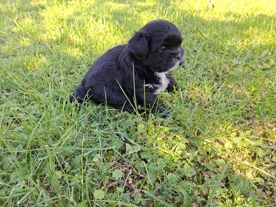 Shih-tzu piesek czarny