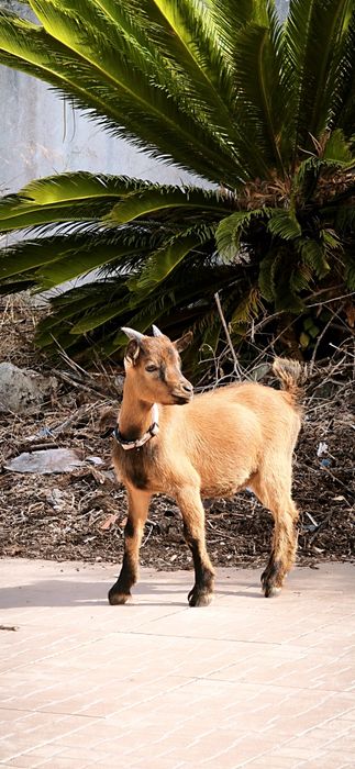 Cabras Anãs machos  com 6  meses . Muito meigos . Valor é dos 2