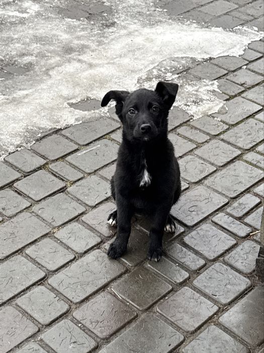 Пиилаштовується цуцик