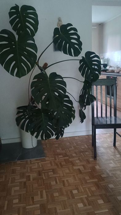 Monstera kwiaty zielone domowe
