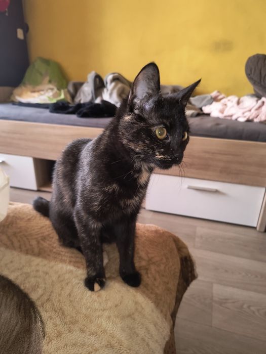 Oddam Kotkę w dobre ręce