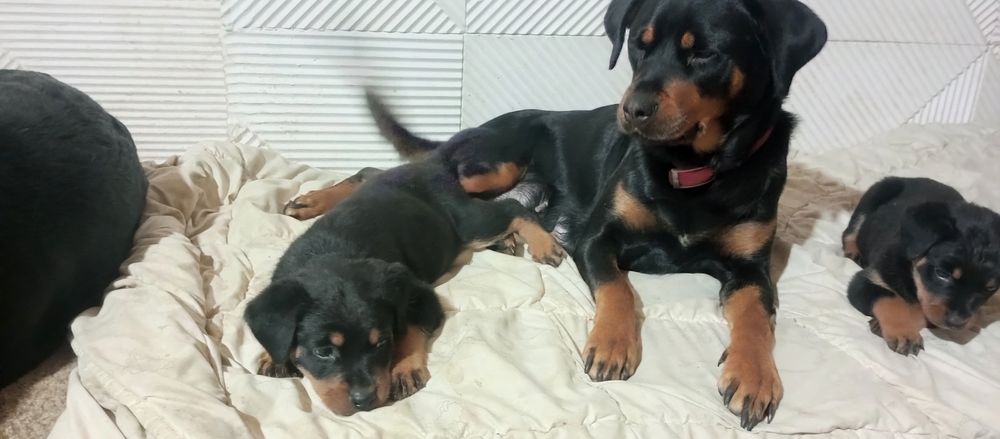 Щенки Ротвейлера