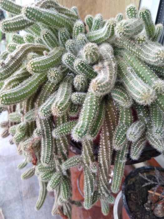 Кактус Хамецереус Сільвестра (Echinopsis chamaecereus),