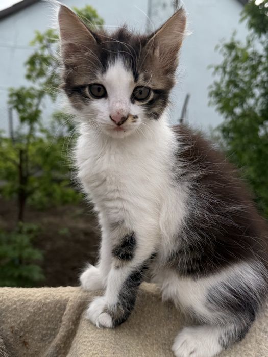 Подарую двох котиків
