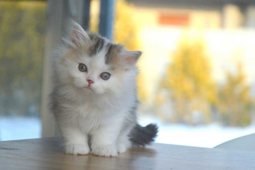 Kocurek szkocki prostouchy długowłosy scottish straight z rodowodem