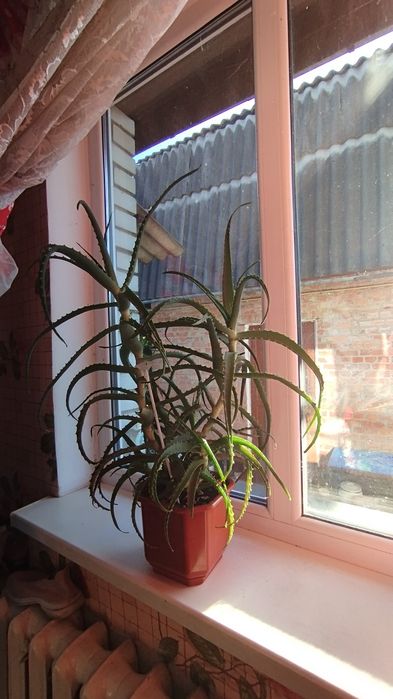 Лікувальне алоє та алое вера