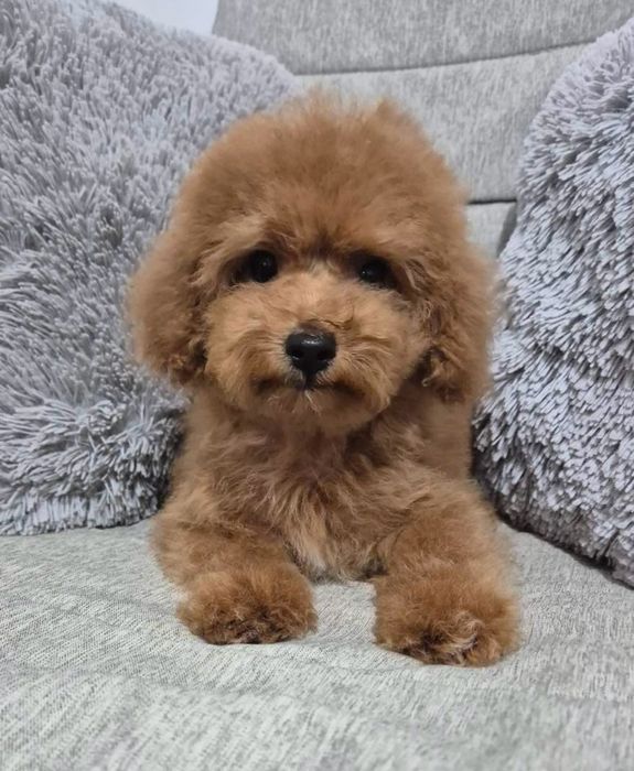 Продаётся щенок той пуделя