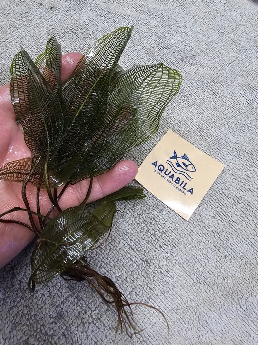 Anubias echinodouros entre outras plantas para aquário