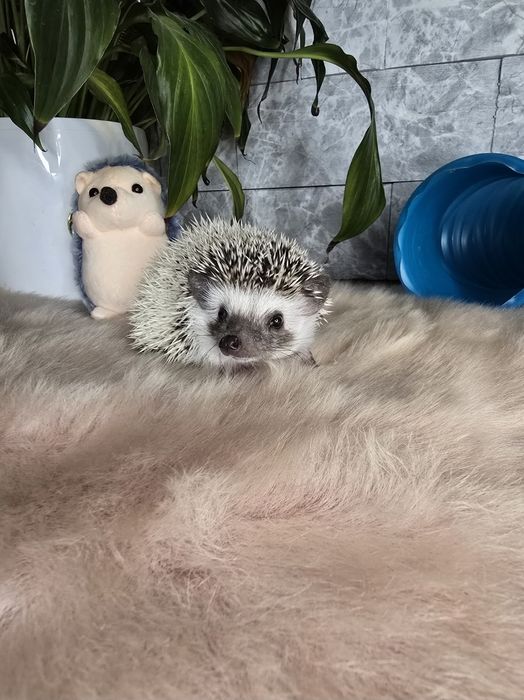 Afrykański jeż pigmejski SAMIEC