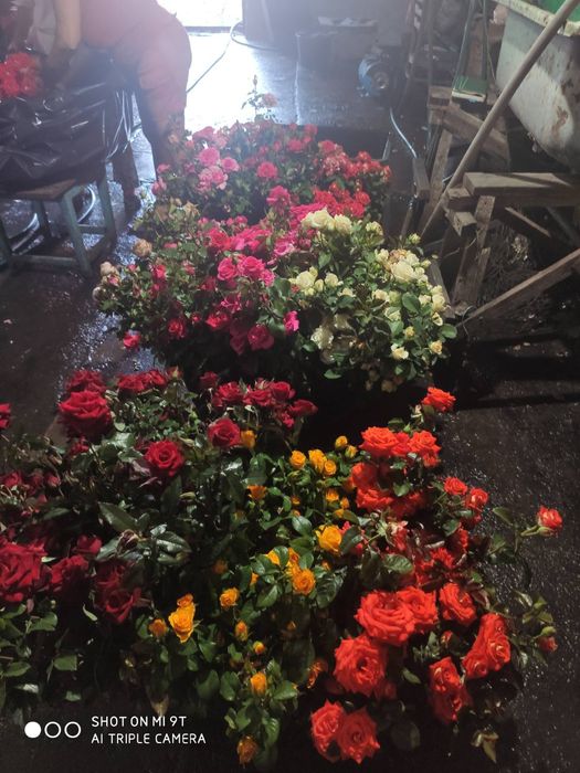 Саджанці троянд. Кусты роз оптом