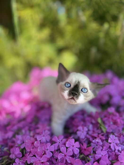 Devon rex kocur FPL